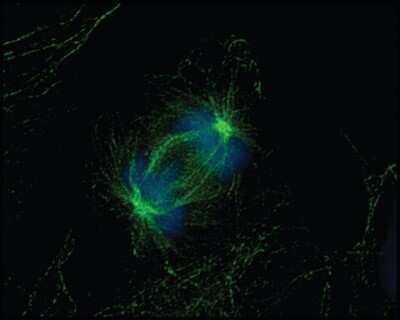 Immunocytochemistry/ Immunofluorescence: alpha Tubulin Antibody (DM1A) - BSA Free [NB100-690]