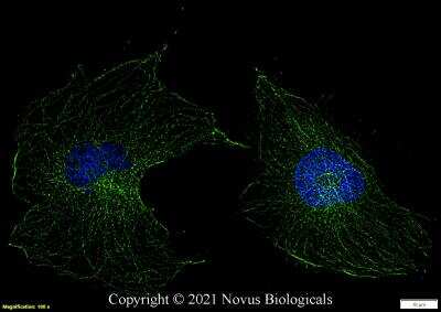Immunocytochemistry/ Immunofluorescence: alpha Tubulin Antibody (DM1A) - BSA Free [NB100-690]
