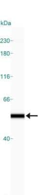 Simple Western: alpha Tubulin Antibody (DM1A)BSA Free [NB100-690]