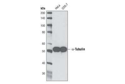 Western Blot: alpha Tubulin Antibody (DM1A)BSA Free [NB100-690]