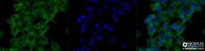 Immunocytochemistry/ Immunofluorescence: alpha Tubulin Antibody (YL1/2) - Azide and BSA Free [NBP2-80571]