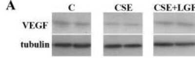 Western Blot: alpha Tubulin Antibody (YL1/2)Azide and BSA Free [NBP2-80571]