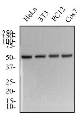 Western Blot: alpha Tubulin Antibody (YL1/2)Azide and BSA Free [NBP2-80571]