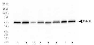 Western Blot: alpha Tubulin Antibody (YL1/2)Azide and BSA Free [NBP2-80571]