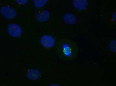 Immunocytochemistry/ Immunofluorescence: alpha Tubulin Antibody (YL1/2) - BSA Free [NB600-506]
