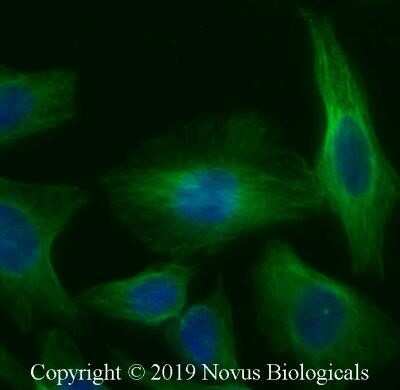 Immunocytochemistry/ Immunofluorescence: alpha Tubulin Antibody (YOL1/34) - Azide and BSA Free [NBP2-80569]