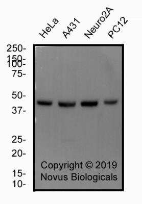 Western Blot: alpha Tubulin Antibody (YOL1/34)BSA Free [NB100-1639]
