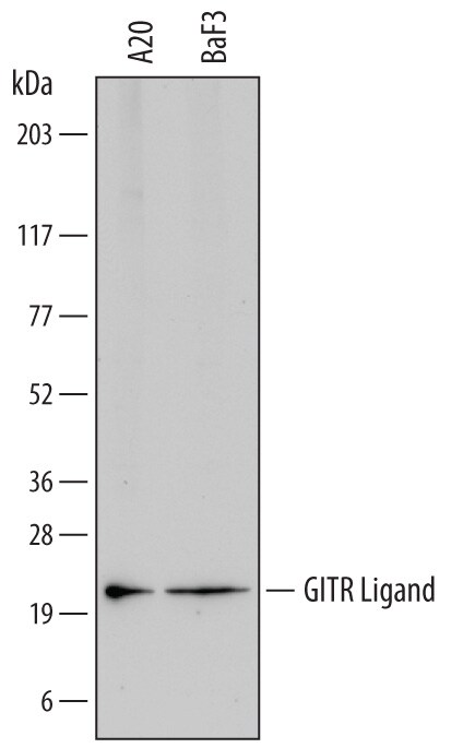 Detection of Mouse GITR Ligand/TNFSF18 antibody by Western Blot.