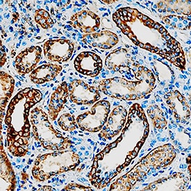 11 beta -HSD2 antibody in Human Kidney by Immunohistochemistry (IHC-P).