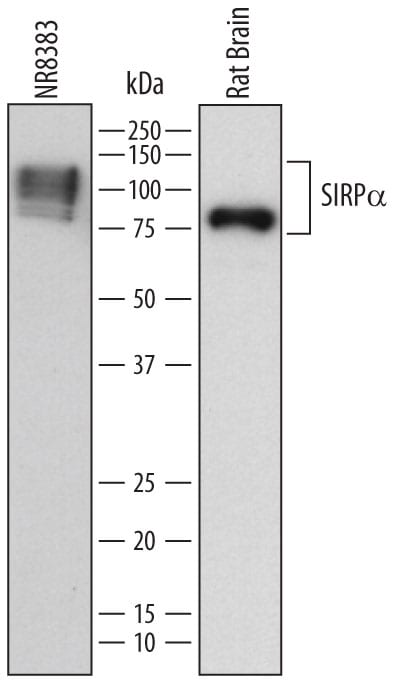 Detection of Rat SIRPa/CD172a antibody by Western Blot.