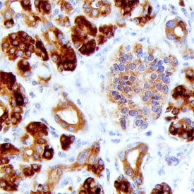 Reg1A antibody in Human Pancreas by Immunohistochemistry (IHC-P).