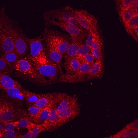 Attractin antibody in HepG2 Human Cell Line by Immunocytochemistry (ICC).