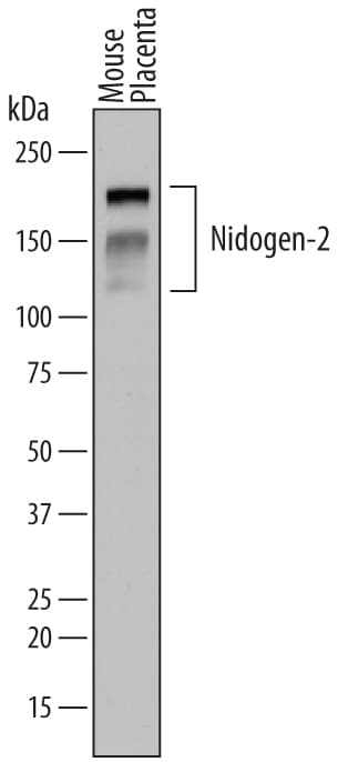 Detection of Mouse Nidogen-2 antibody by Western Blot.