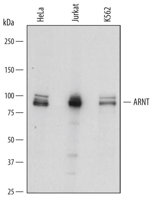 Detection of Human ARNT/HIF-1 beta  antibody by Western Blot.