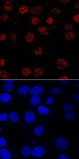 MYF-5 antibody in C2C12 Mouse Cell Line by Immunocytochemistry (ICC).