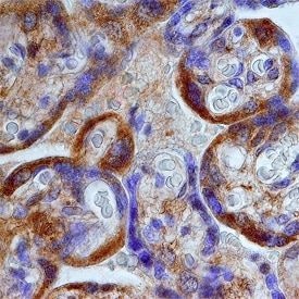 Perilipin-3 antibody in Human Placenta by Immunohistochemistry (IHC-P).
