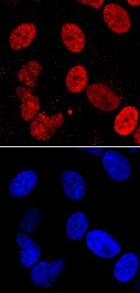 LEDGF antibody in HeLa Human Cell Line by Immunocytochemistry (ICC).