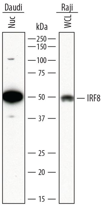 Detection of Human IRF8 antibody by Western Blot.