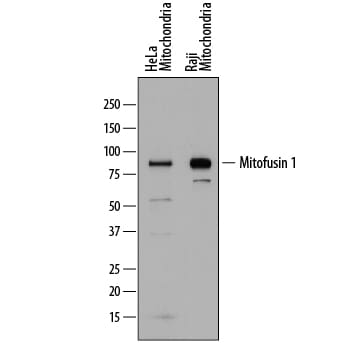 Detection of Human Mitofusin 1 antibody by Western Blot.
