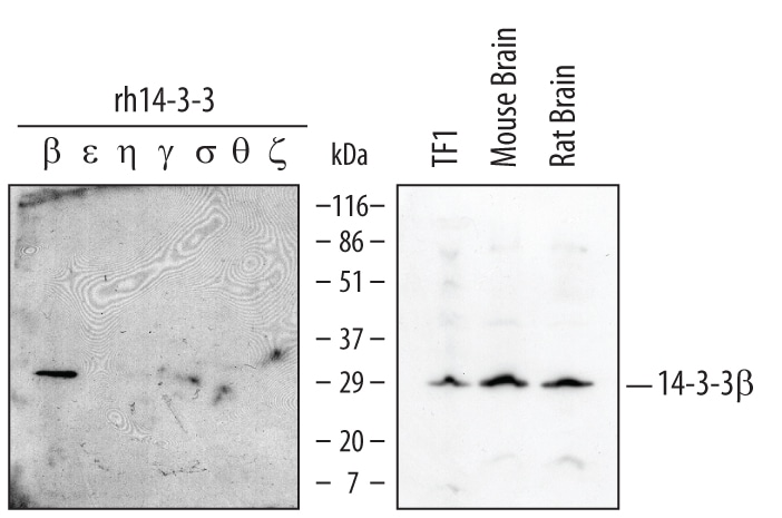 Detection of Human/Mouse/ Rat 14-3-3 beta  antibody by Western Blot.