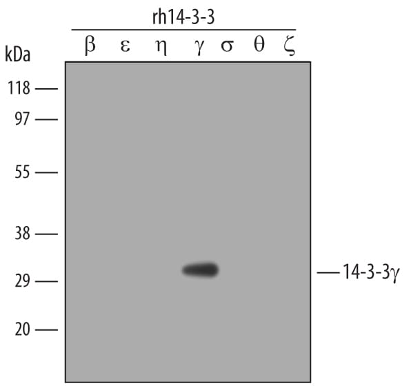 Detection of Human 14‑3‑3? antibody by Western Blot.