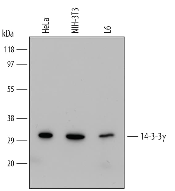 Detection of Human, Mouse, and Rat 14-3-3? antibody by Western Blot.