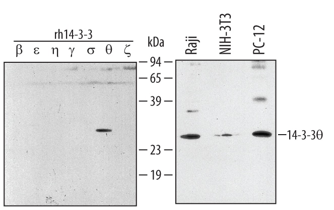 Detection of Human/Mouse/ Rat 14-3-3? antibody by Western Blot.