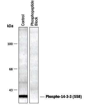 Detection of Phospho-14-3-3 (S58) antibody by Western Blot.