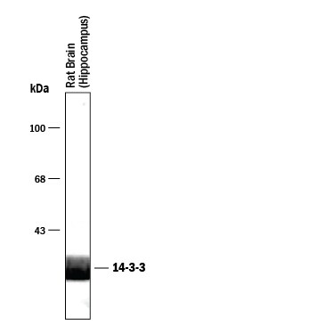 Detection of 14-3-3 antibody by Western Blot.