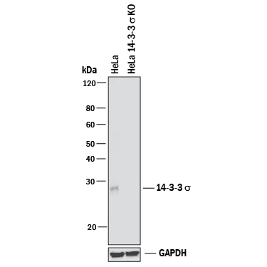 Western Blot Shows Human 14-3-3s Antibody Specificity by Using Knockout Cell Line.