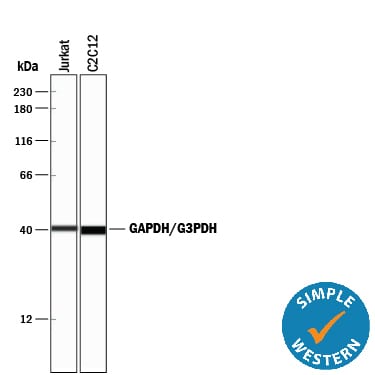 Detection of Human and Mouse GAPDH/G3PDH antibody by Simple WesternTM.