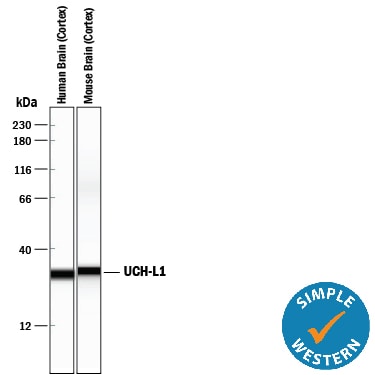 Detection of Human and Mouse UCH-L1/PGP9.5 antibody by Simple WesternTM.