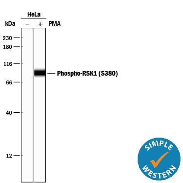 Detection of Human Phospho-RSK1 (S380) antibody by Simple WesternTM.