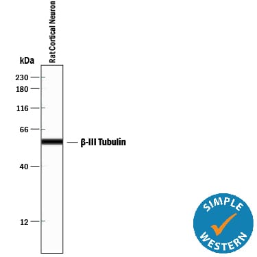 Detection of Rat  beta ‑III Tubulin antibody by Simple WesternTM.