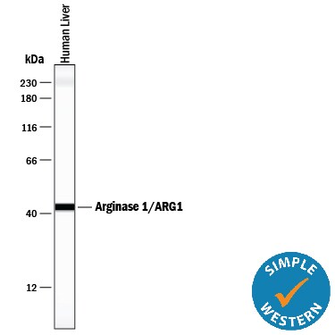 Detection of Human Arginase 1/ARG1 antibody by Simple WesternTM.