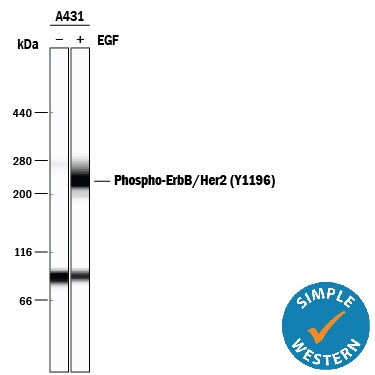 Detection of Human Phospho-ErbB2/Her2 (Y1196) antibody by Simple WesternTM.