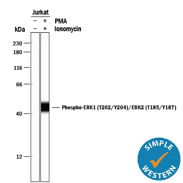 Detection of Human Phospho-ERK1 (T202/Y204)/ERK2 (T185/Y187) antibody by Simple WesternTM.