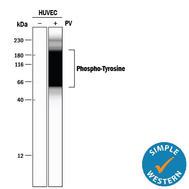 Detection of Human Phospho-Tyrosine antibody by Simple WesternTM.