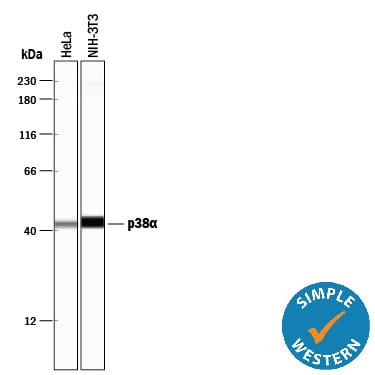 Detection of Human and Mouse p38a antibody by Simple WesternTM.