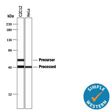 Detection of Human and Mouse HTRA2/Omi antibody by Simple WesternTM.