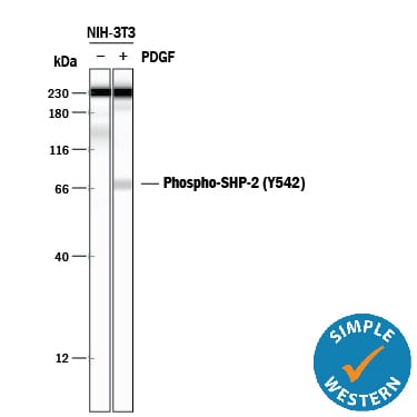 Detection of Mouse Phospho-SHP-2 (Y542) antibody by Simple WesternTM.