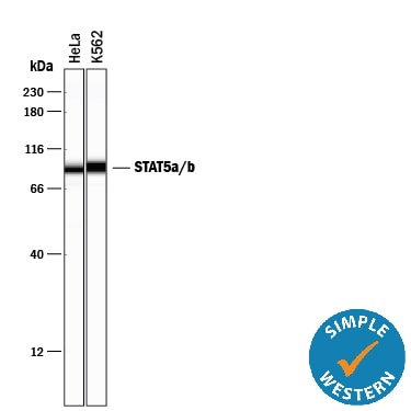 Detection of Human STAT5a/b antibody by Simple WesternTM.