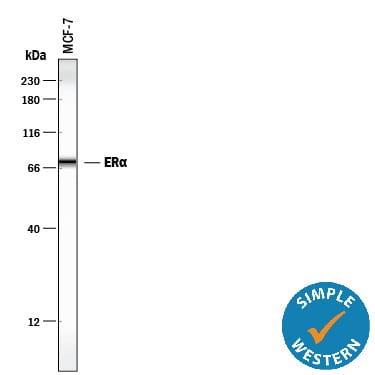 Detection of Human ERa/NR3A1 antibody by Simple WesternTM.