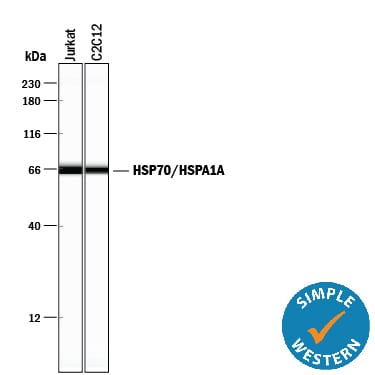 Detection of Human and Mouse HSP70/HSPA1A antibody by Simple WesternTM.