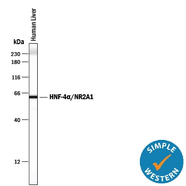 Detection of Human HNF-4a/NR2A1 antibody by Simple WesternTM.