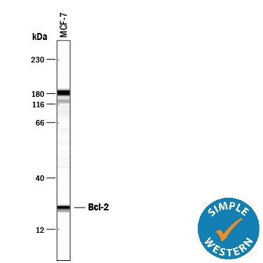 Detection of Human Bcl-2 antibody by Simple WesternTM.