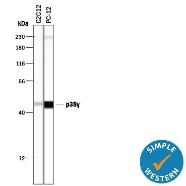Detection of Mouse and Rat p38? antibody by Simple WesternTM.