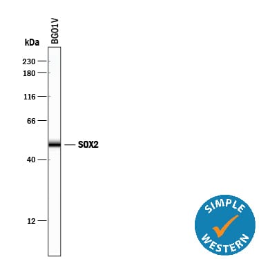 Detection of Human SOX2 antibody by Simple WesternTM.