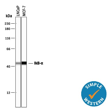 Detection of Human IkB-a antibody by Simple WesternTM.