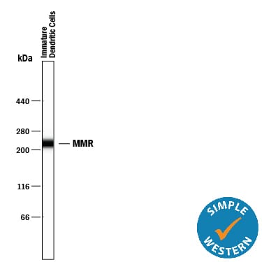 Detection of Human MMR/CD206 antibody by Simple WesternTM.